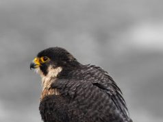 Nesli Tükenmekte Olan Canlılar ve Korunma Yöntemleri endangered species