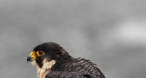 Nesli Tükenmekte Olan Canlılar ve Korunma Yöntemleri endangered species