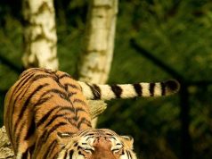 Kaplanın Özellikleri: Fiziksel Özellikler, Yaşam Alanları ve Türleri tiger characteristics