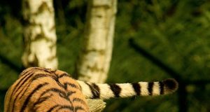 Kaplanın Özellikleri: Fiziksel Özellikler, Yaşam Alanları ve Türleri tiger characteristics