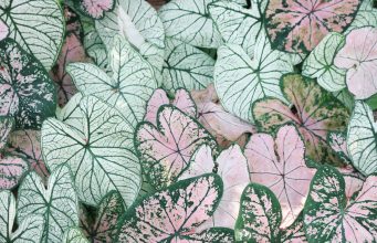 Bahçecilik Dünyasında Yeni Trend: Aşı İstemeyen Mango Fidanı, Sarı Belen Alın Fidanı ve Tüplü Arbequina Zeytin Fidanı ervabotanik2